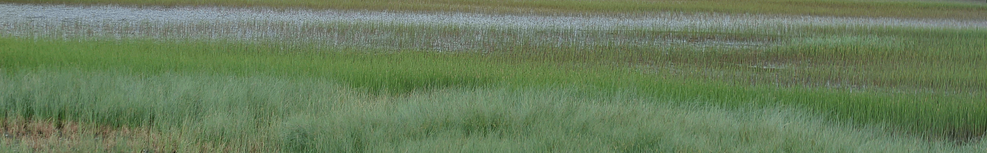 Music Therapy - Blue Flower Marsh