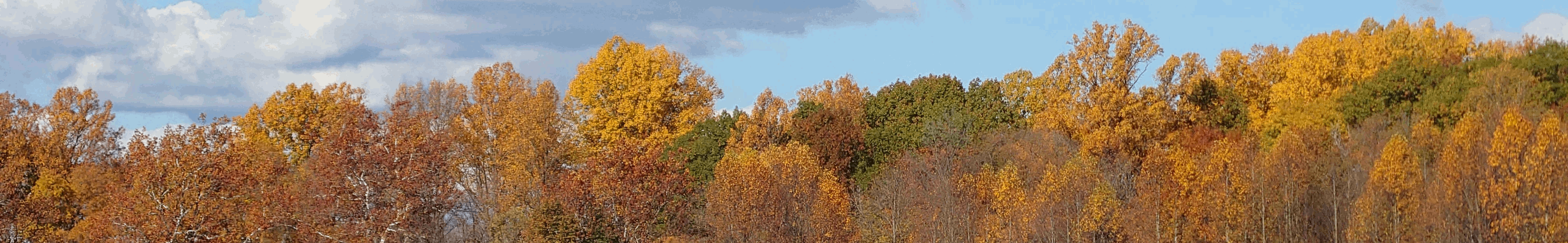 Music Therapy - Trees change with the seasons